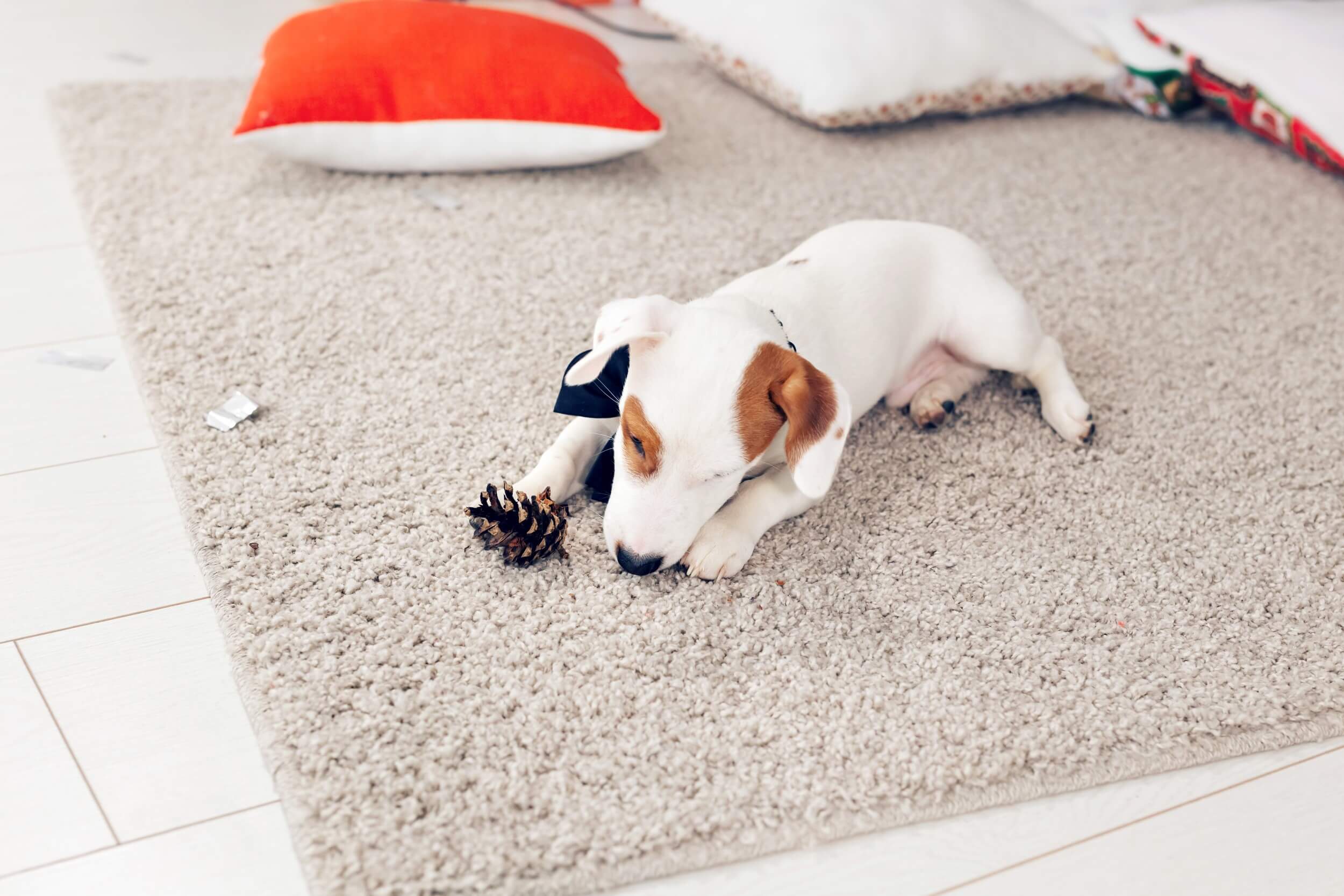 Family and pets enjoying a home after professional cleaning services